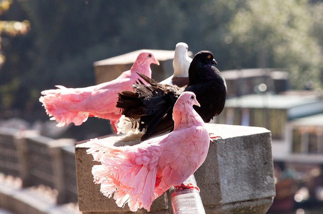 目执行中促 目执行中促